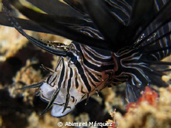 Lionfish by Abimael Márquez 